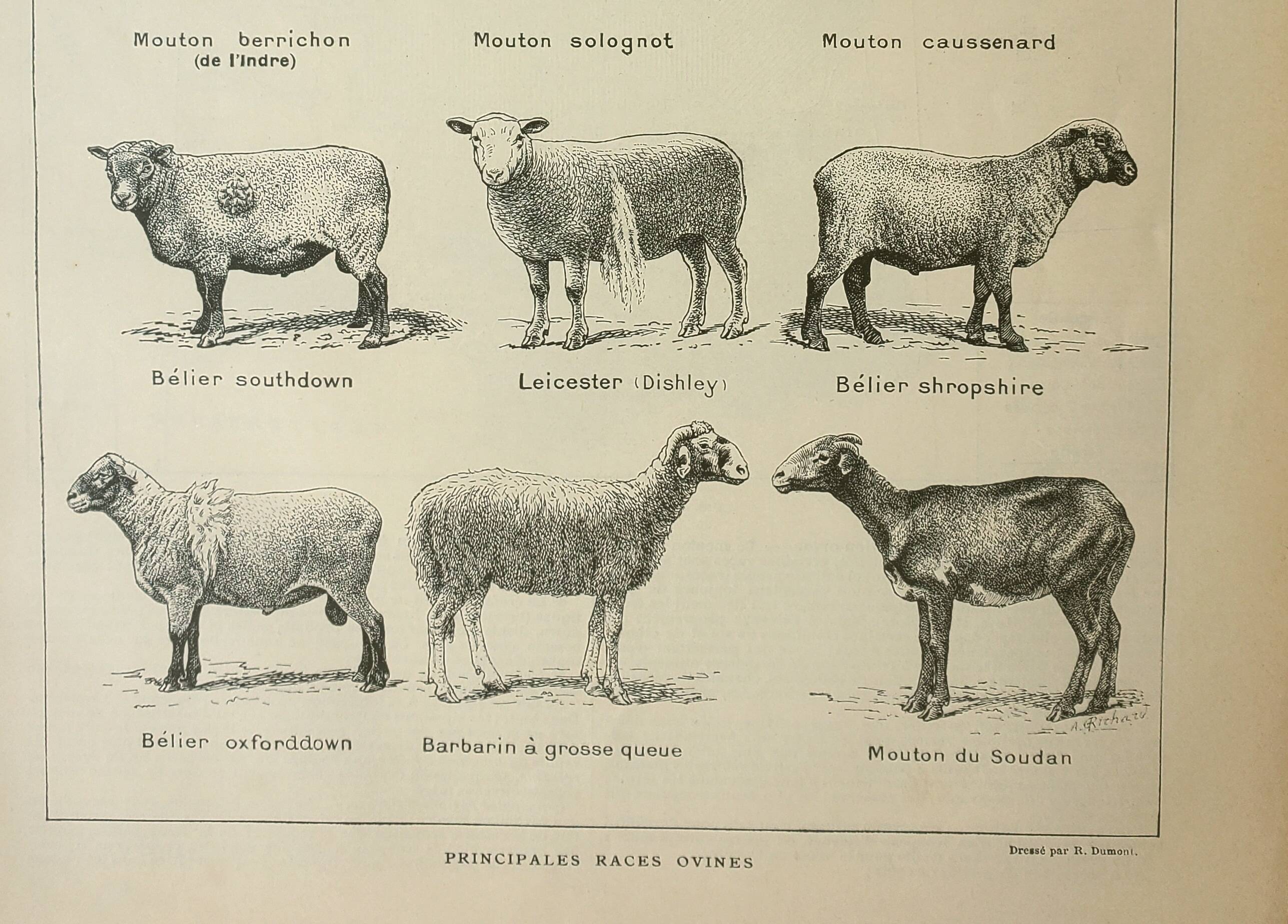 Old lithograph 1922, Sheep, sheep breeds, ram, wool • Engraving, original illustration