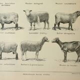 Old lithograph 1922, Sheep, sheep breeds, ram, wool • Engraving, original illustration