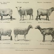 Old lithograph 1922, Sheep, sheep breeds, ram, wool • Engraving, original illustration