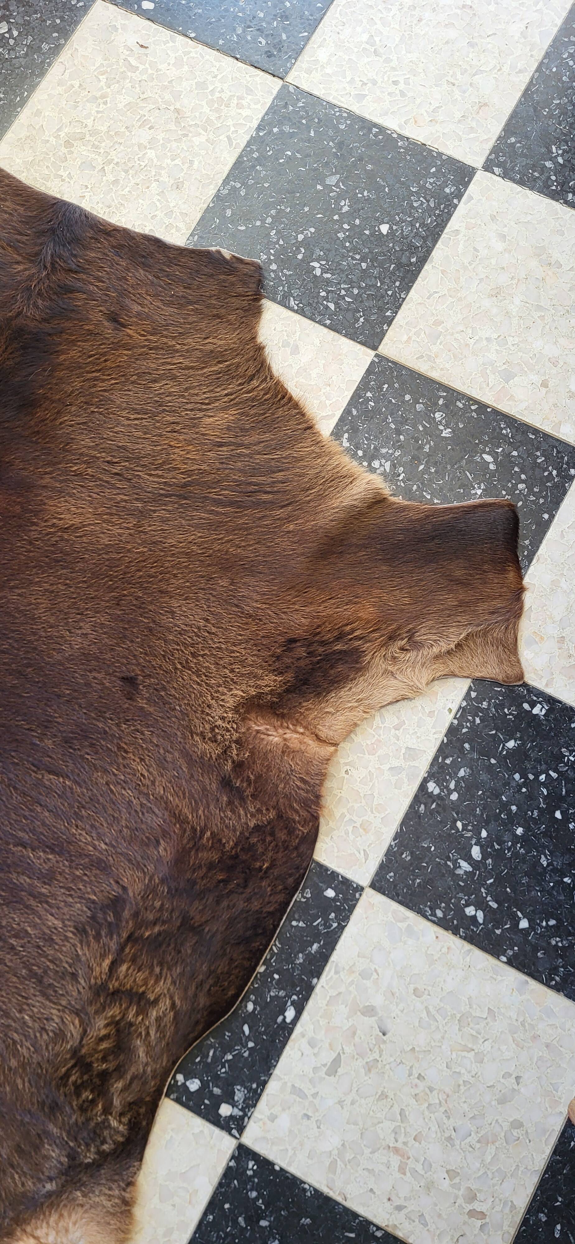 Cowhide / calfskin