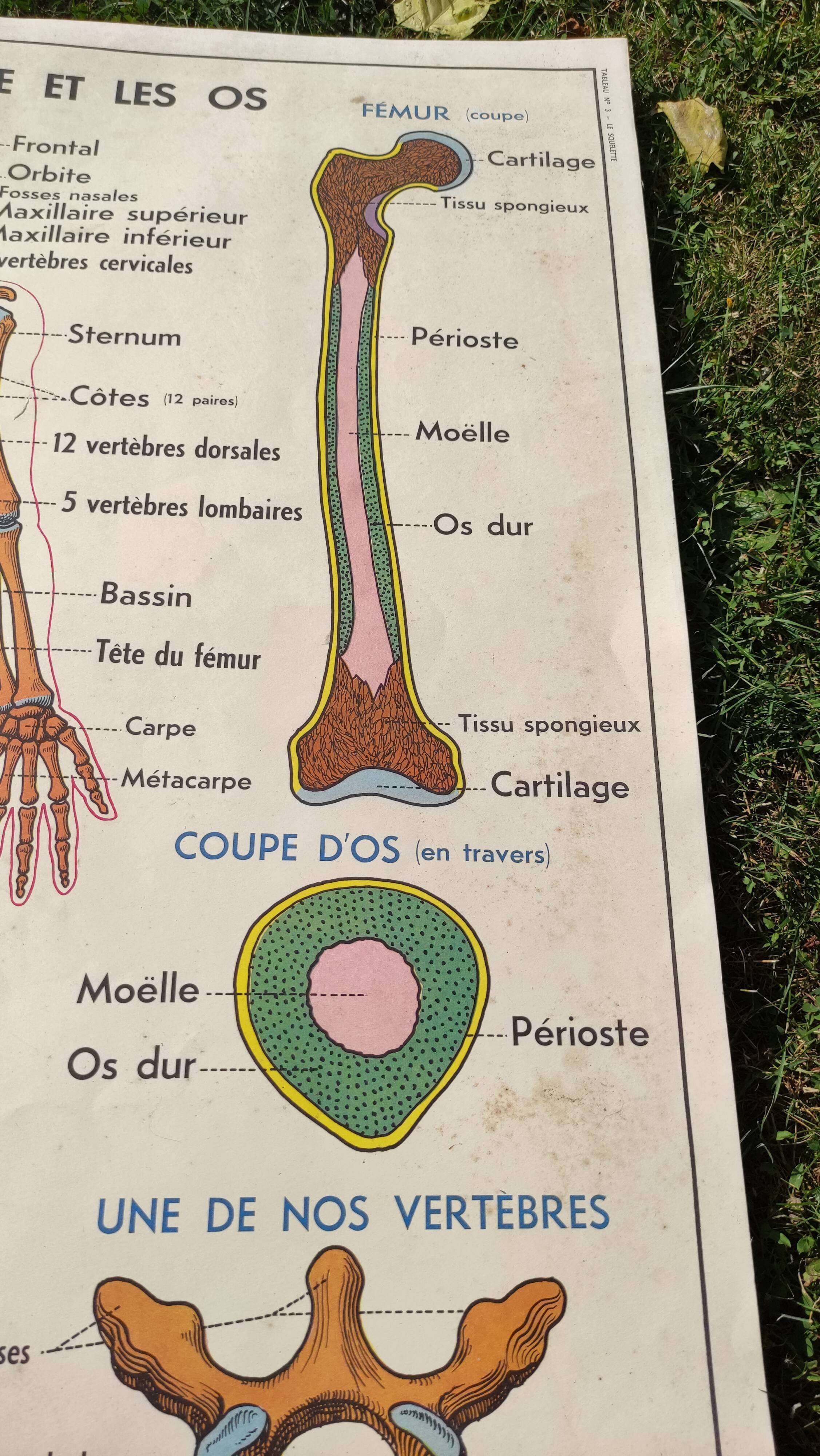 Educational poster on the skeleton and joints