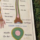 Educational poster on the skeleton and joints