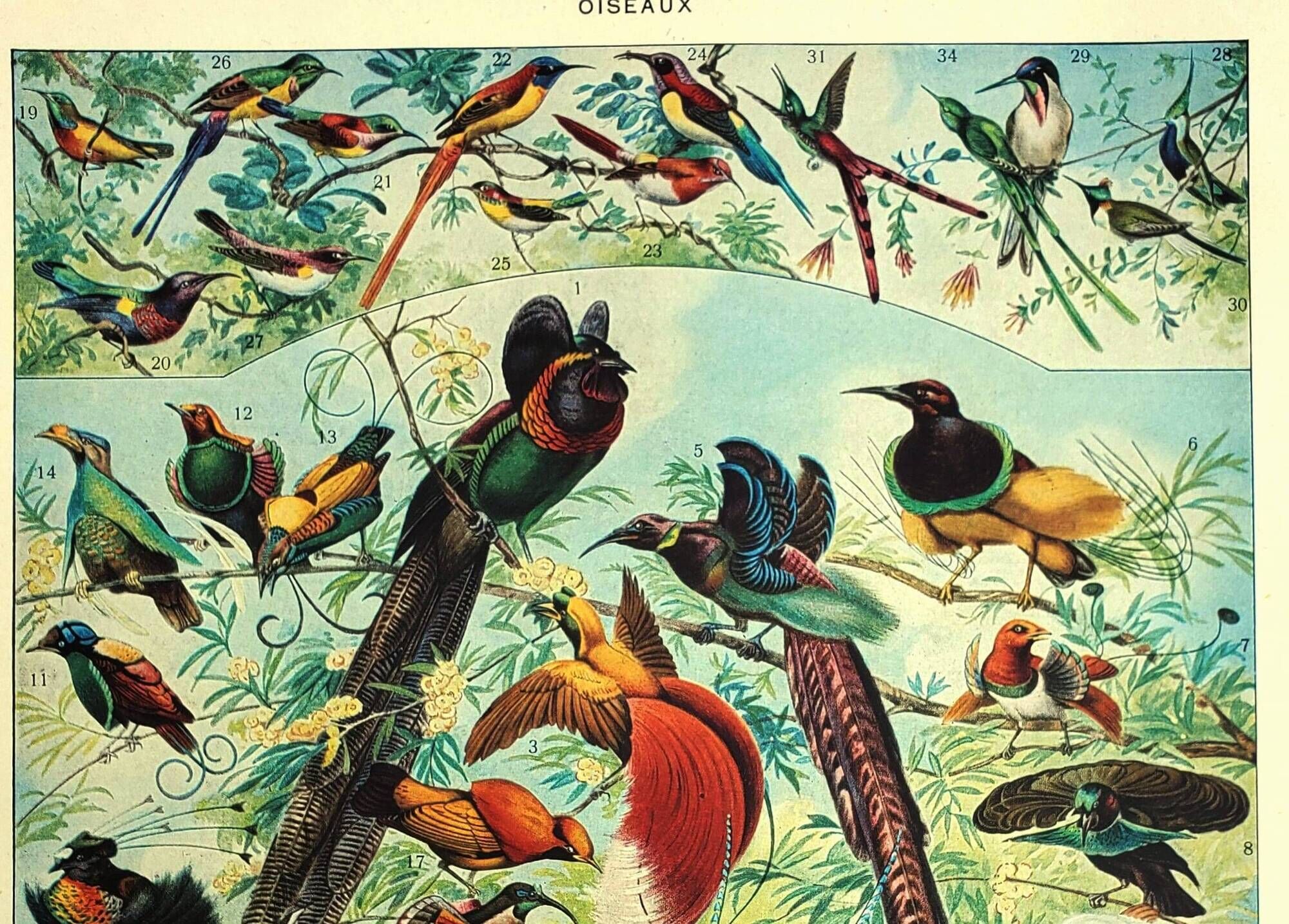 Old lithograph 1928 A. Millot - Birds 2, ornithology, birds