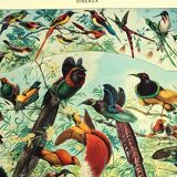 Old lithograph 1928 A. Millot - Birds 2, ornithology, birds