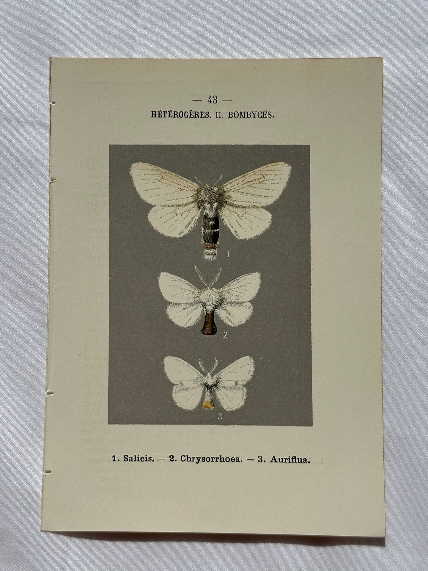 Botanical Plate 1800 Old naturalist engraving 19th century double-sided