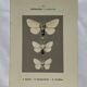 Botanical Plate 1800 Old naturalist engraving 19th century double-sided