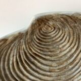 Large ceramic shell dish by Dominique Guillot for Vallauris 1960, giant oyster dish
