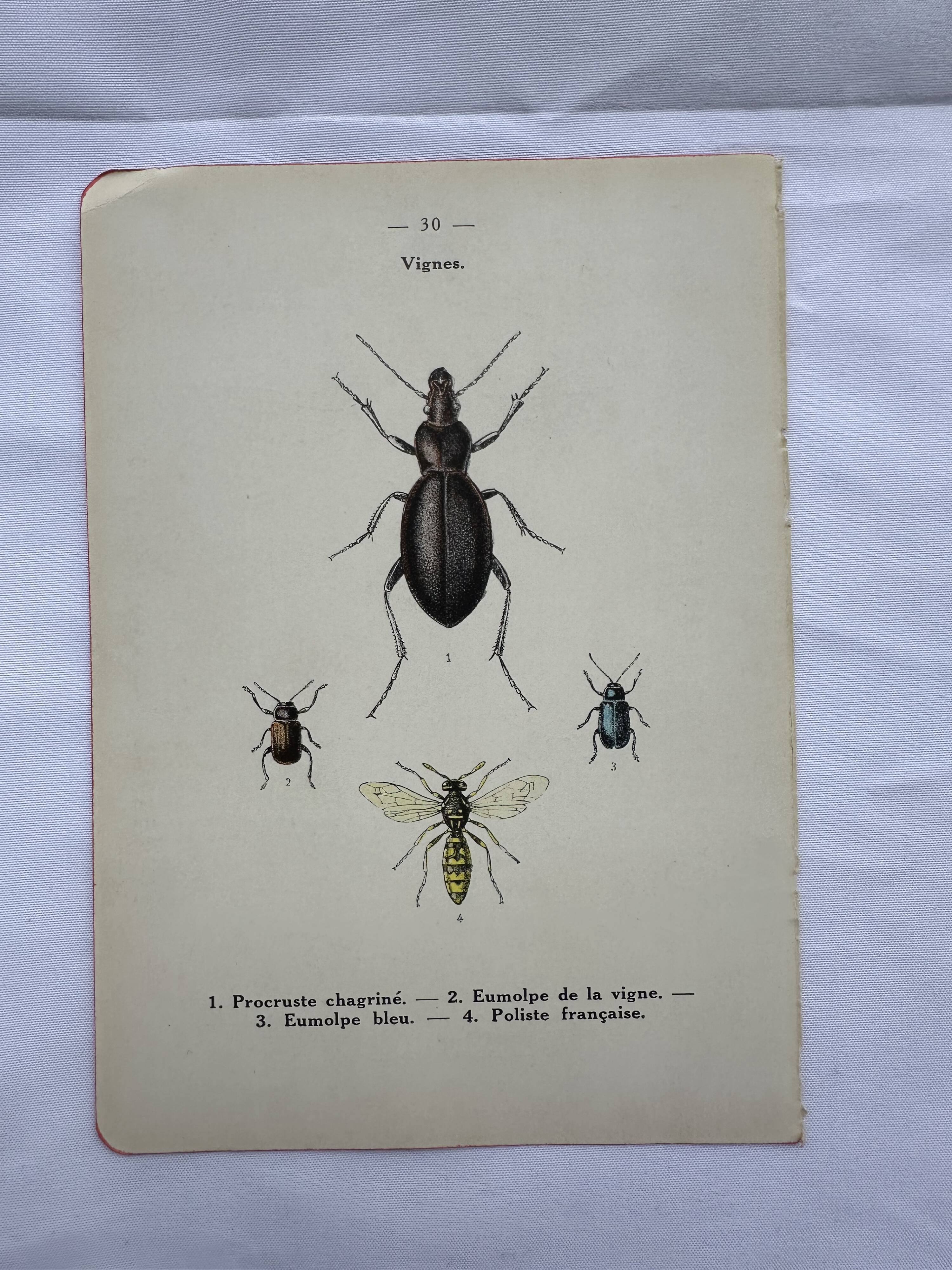 Old lithograph vintage insect