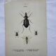 Old lithograph vintage insect