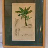 Old botanical plate, framed, representing a Chinese banana tree.