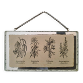 Antique illustration of "Herbarium" inserted under a mirror. Cabinet of Curiosities.