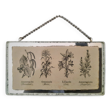 Antique illustration of "Herbarium" inserted under a mirror. Cabinet of Curiosities.