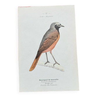 Planche botanique ancienne gravure naturaliste oiseaux