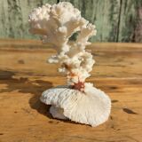 Corail blanc sur socle corail champignon