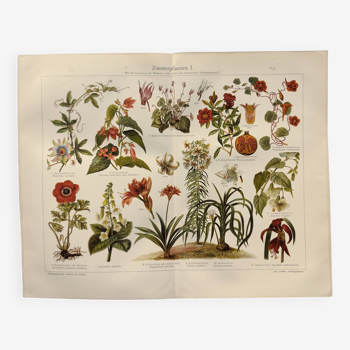 Chromo-lithographie de 1909 - Fleur et plantes décoratives (1) - Planche allemande - Gravure