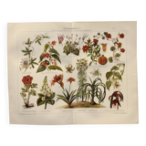 Chromo-lithograph from 1909 - Flower and decorative plants (1) - German plate - Engraving