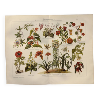 Chromo-lithographie de 1909 - Fleur et plantes décoratives (1) - Planche allemande - Gravure