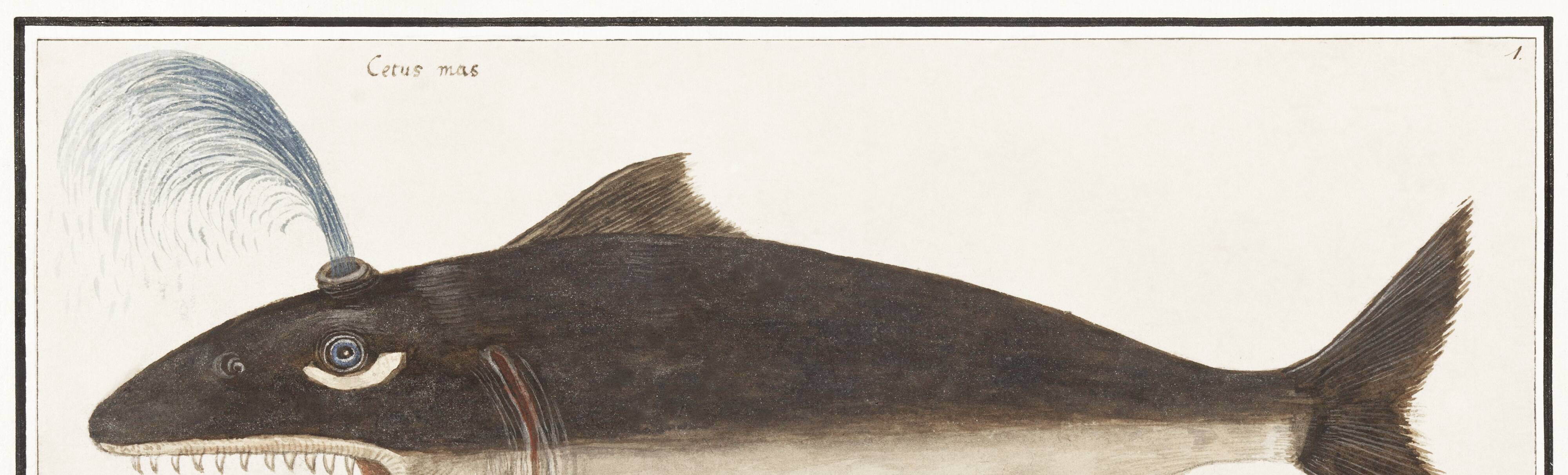 Small poster on the “male sperm whale”, after an old engraving