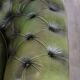 English Chesterfield 2-seater sofa in green cowhide leather