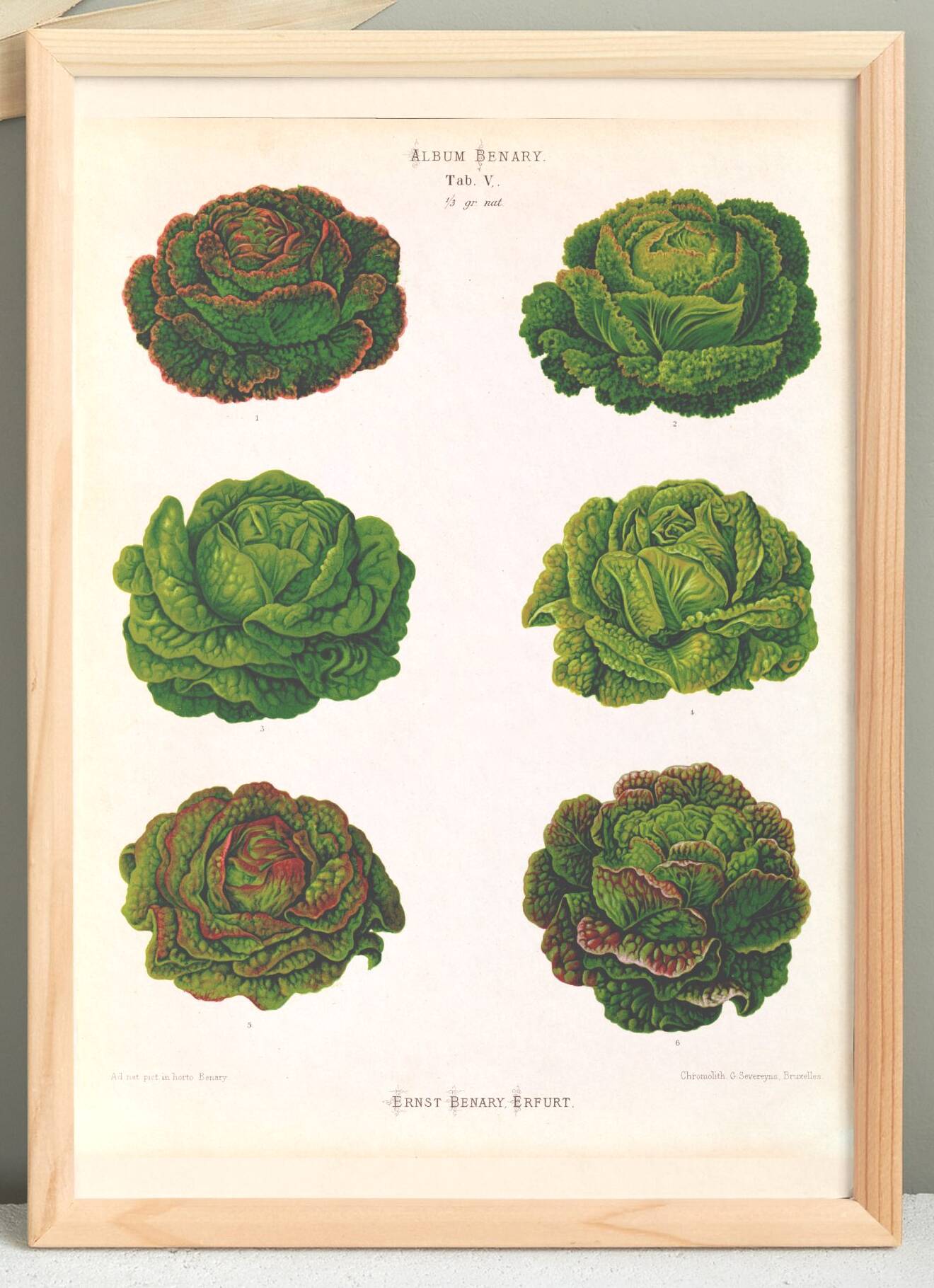 Poster on varieties of lettuce, based on an old engraving from 1886.