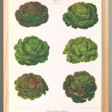 Poster on varieties of lettuce, based on an old engraving from 1886.