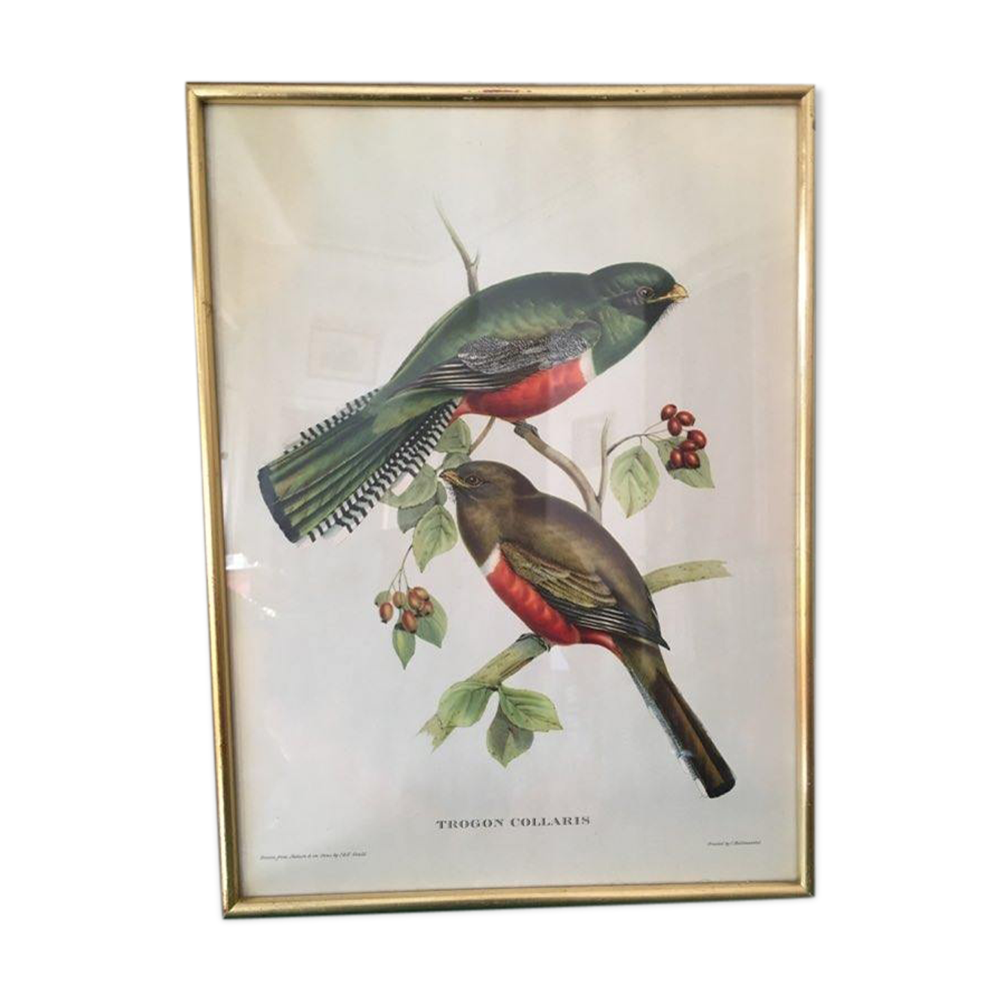 Ornithological board "Trogon collaris" J-E Gould