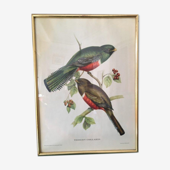 Planche ornithologique"Trogon collaris" J&E Gould