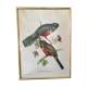 Ornithological board "Trogon collaris" J-E Gould