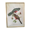 Ornithological board "Trogon collaris" J-E Gould