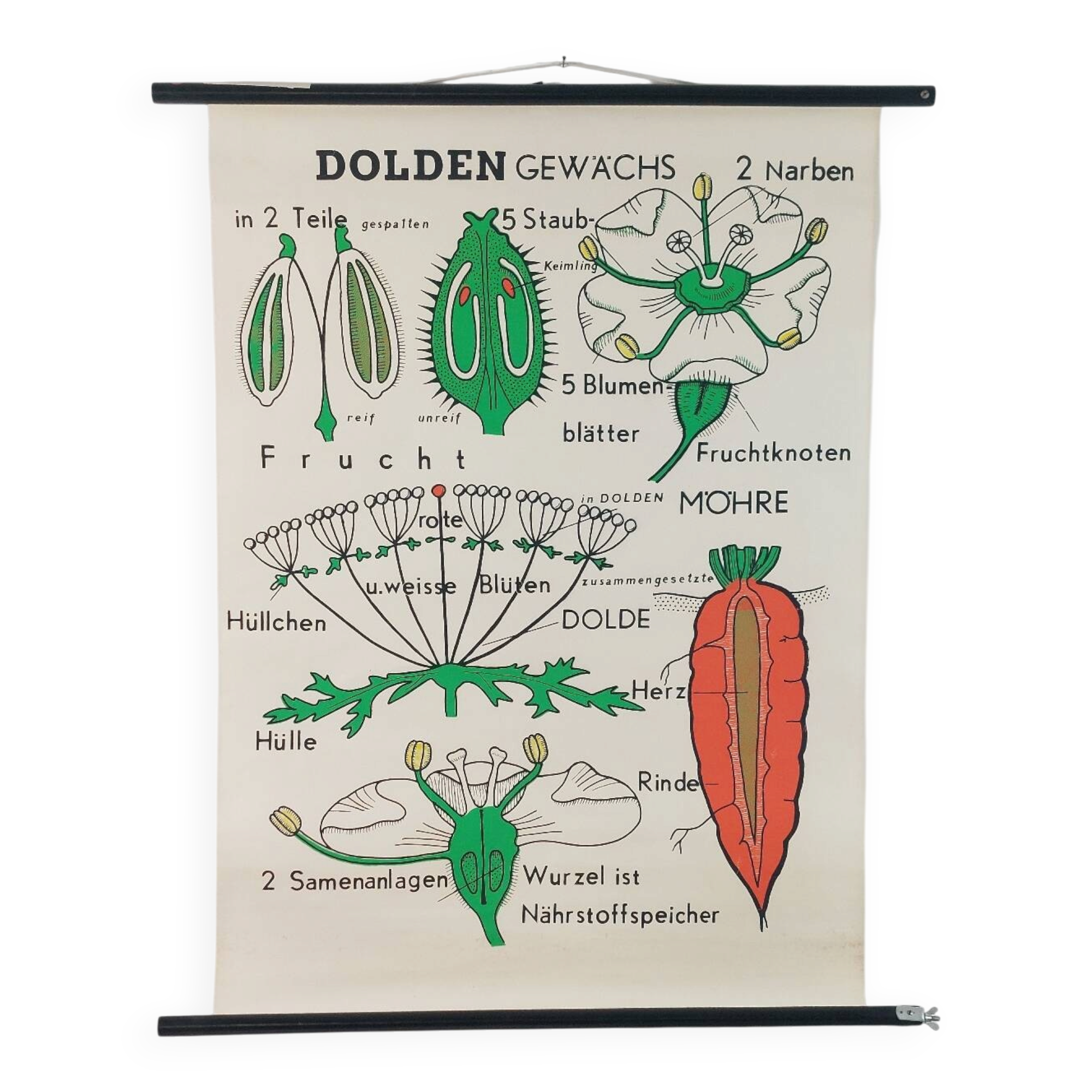 Vintage educational wall hanging roll chart biology plants