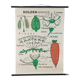 Vintage educational wall hanging roll chart biology plants