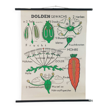 Vintage educational wall hanging roll chart biology plants