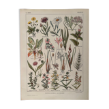 Lithographie sur les plantes de prairies de 1921