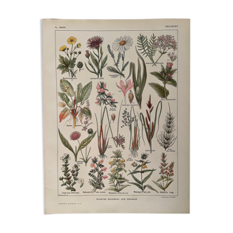 Lithography on prairie plants from 1921