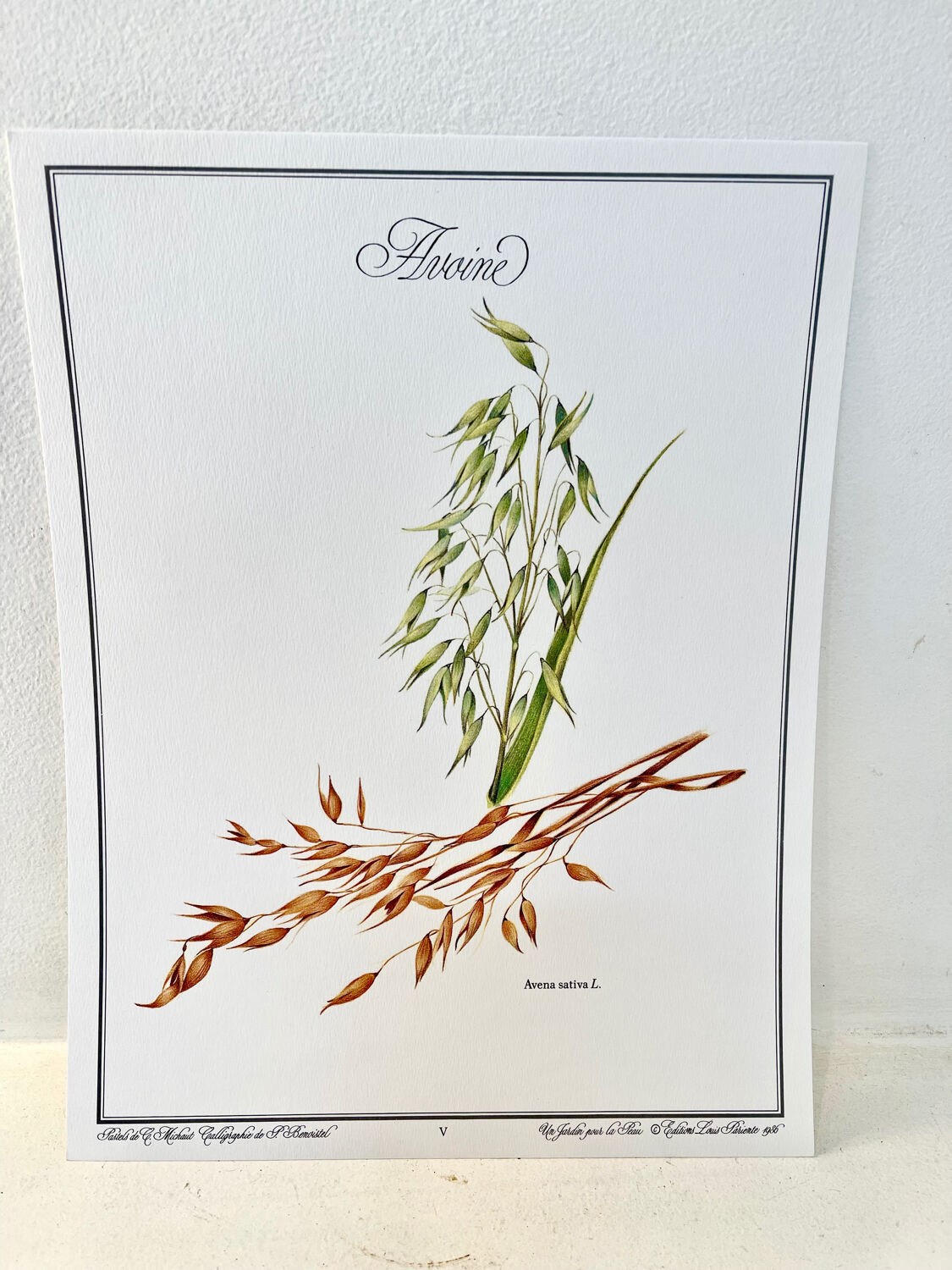 Botanical plate – Oat – Louis Pariente, 1986