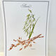 Botanical plate – Oat – Louis Pariente, 1986