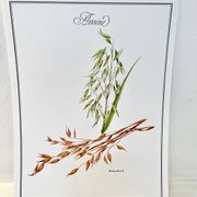 Planche botanique – Avoine – Louis Pariente, 1986