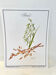 Botanical plate – Oat – Louis Pariente, 1986