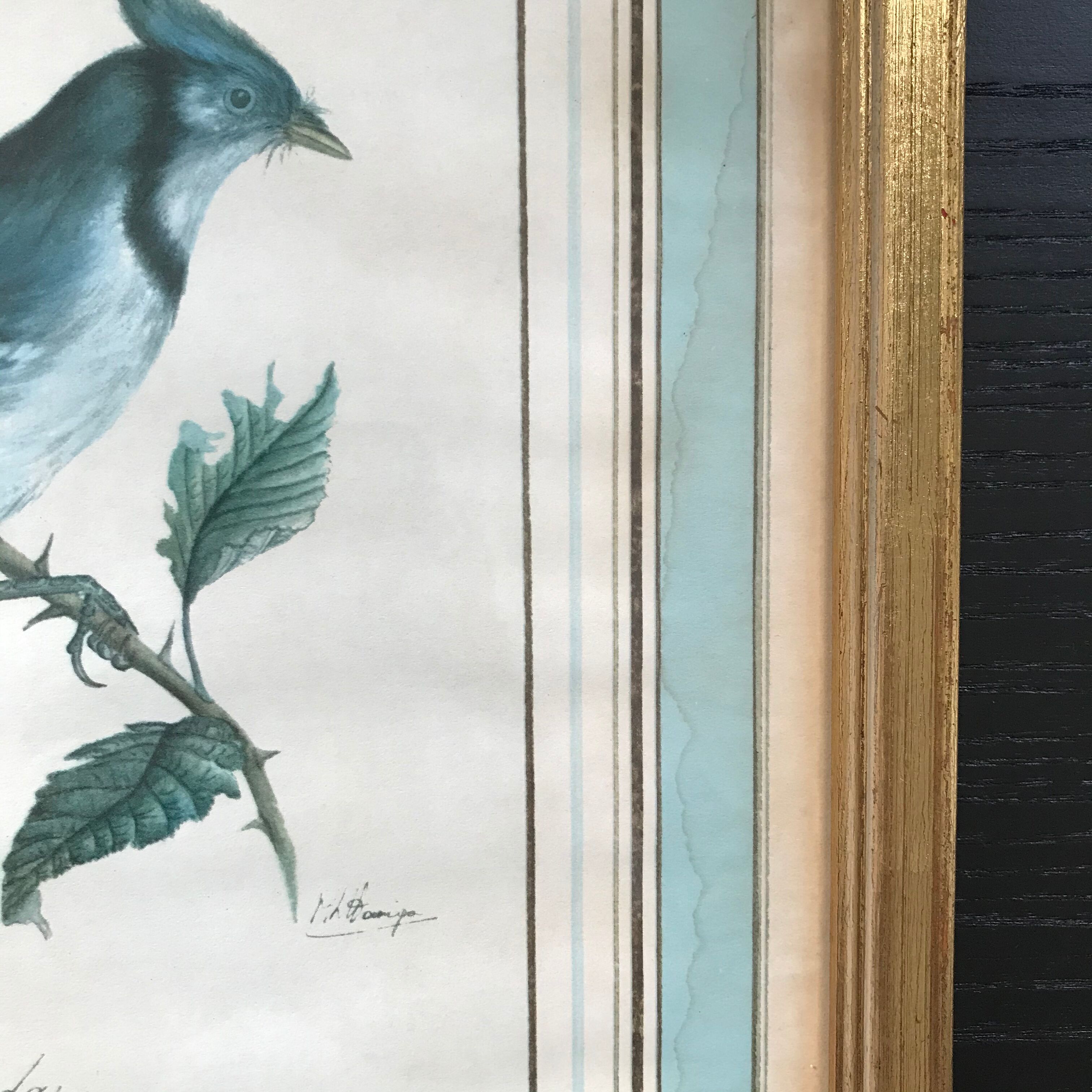 Jay ornithological board