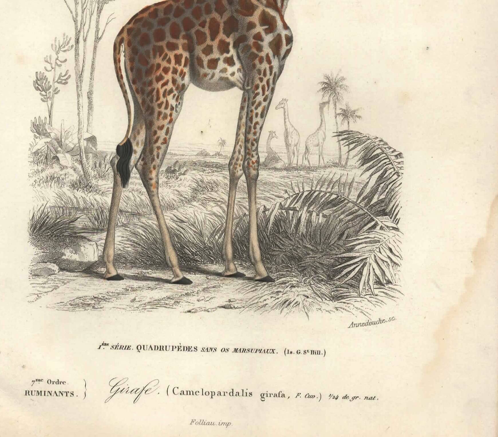 Gravure ancienne 1849 - Girafe par Annedouche