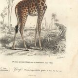 Gravure ancienne 1849 - Girafe par Annedouche