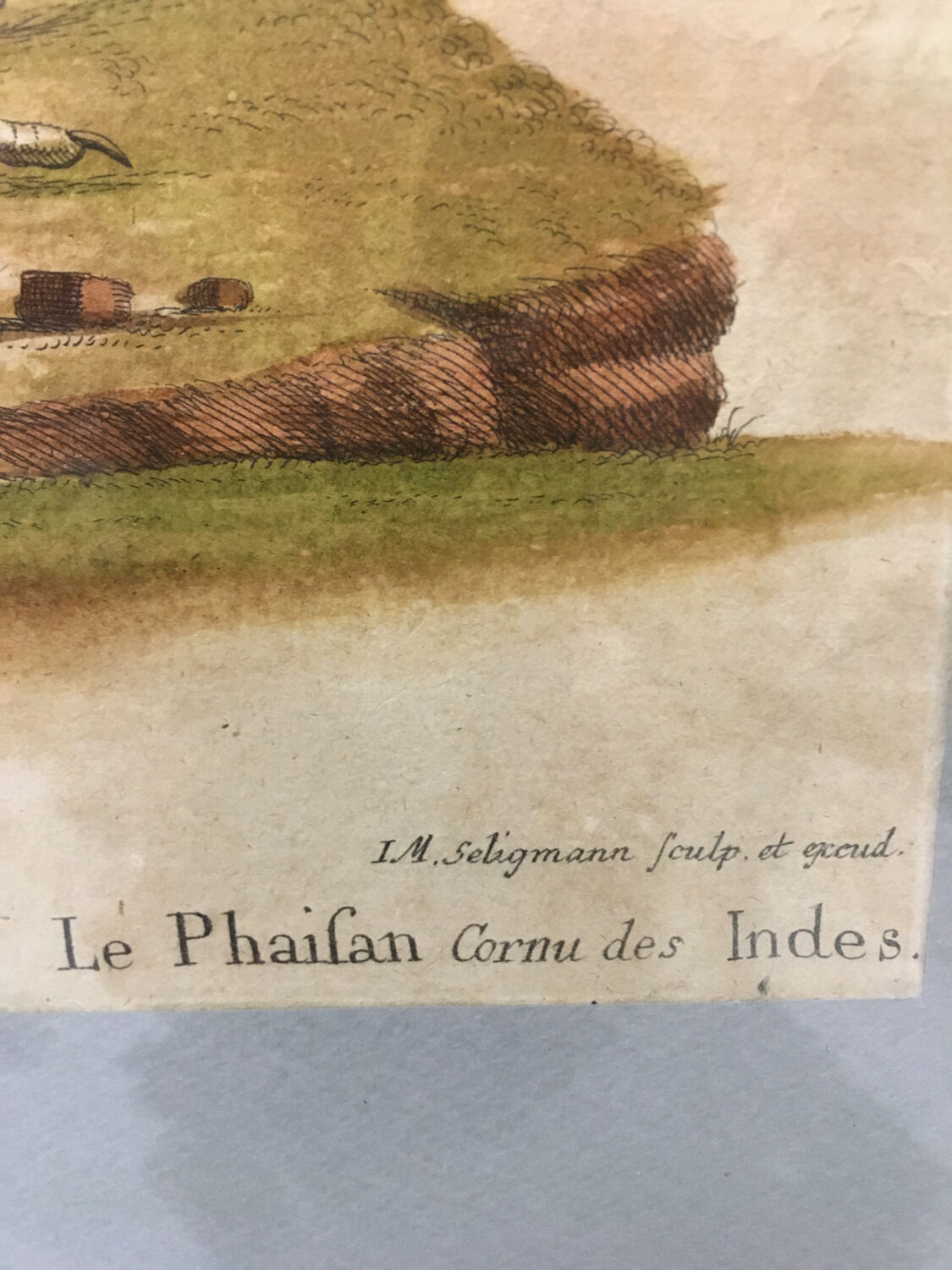 Ornithological engraving