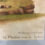 Ornithological engraving