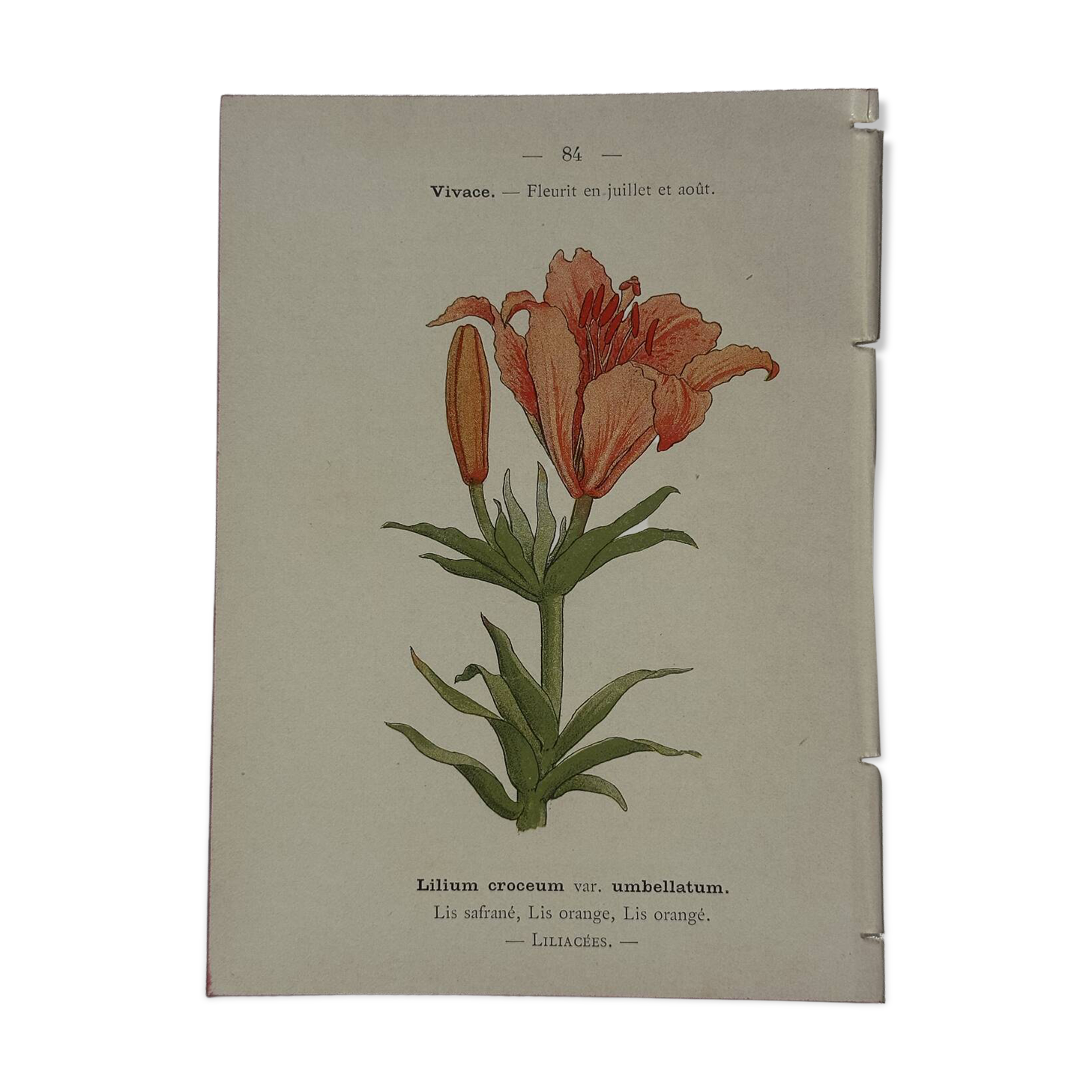 Botanical plate engraving flower 1800 double-sided coloured