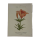 Botanical plate engraving flower 1800 double-sided coloured