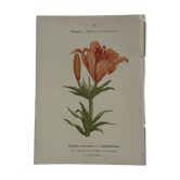 Planche botanique, gravure fleur double face, 1800