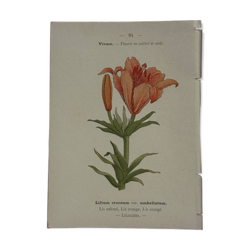Botanical plate engraving flower 1800 double-sided coloured