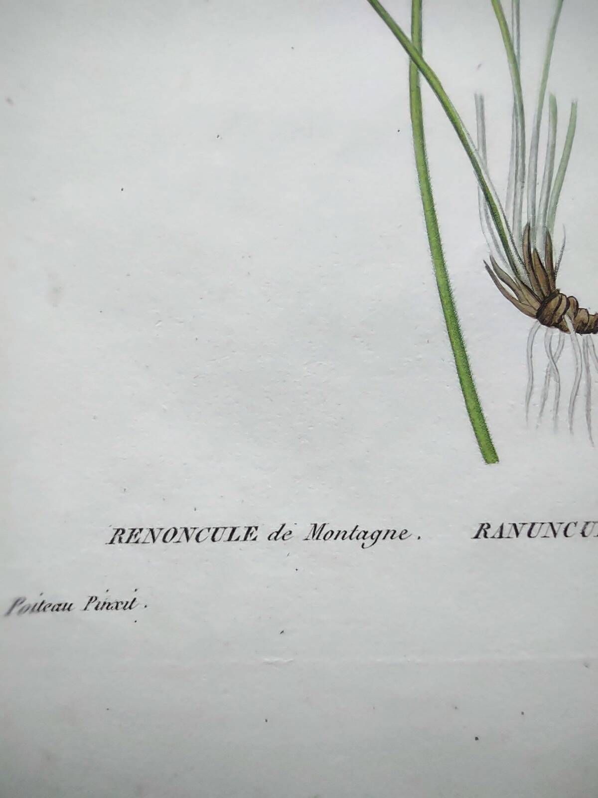 Antique botanical engraving from 1829 - Mountain Buttercup - By PA Poiteau. Hand colored.