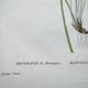 Antique botanical engraving from 1829 - Mountain Buttercup - By PA Poiteau. Hand colored.