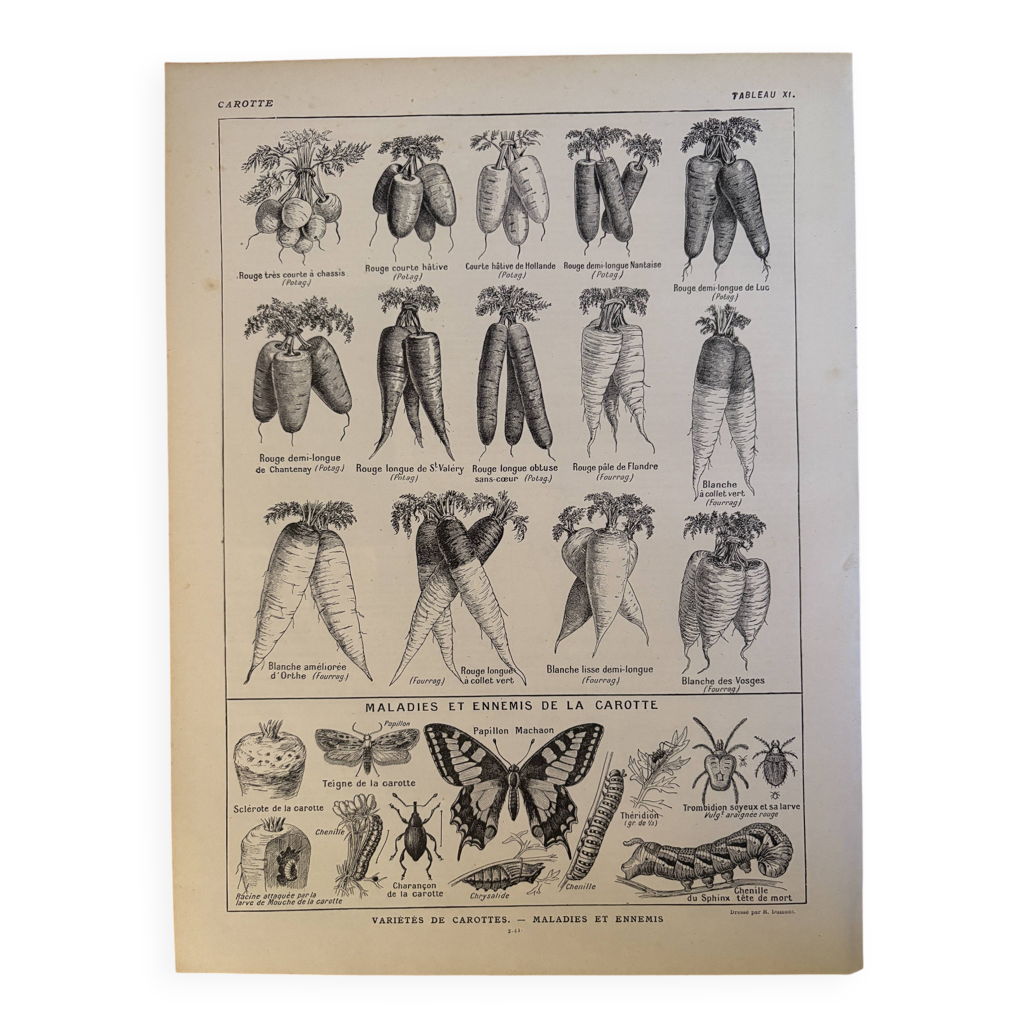 Antique engraving of carrots - 1920